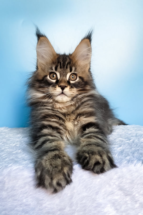 Elzar | Maine Coon Kitten