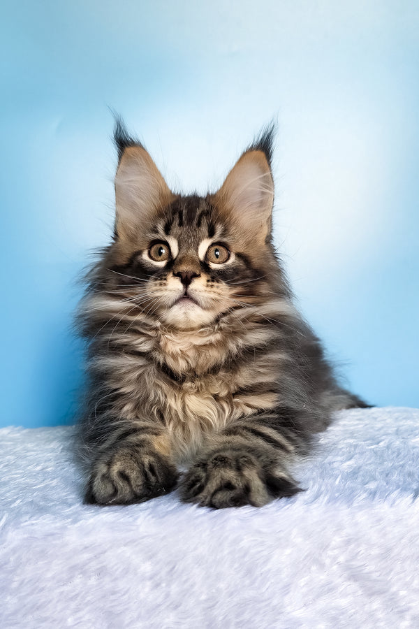 Elzar | Maine Coon Kitten