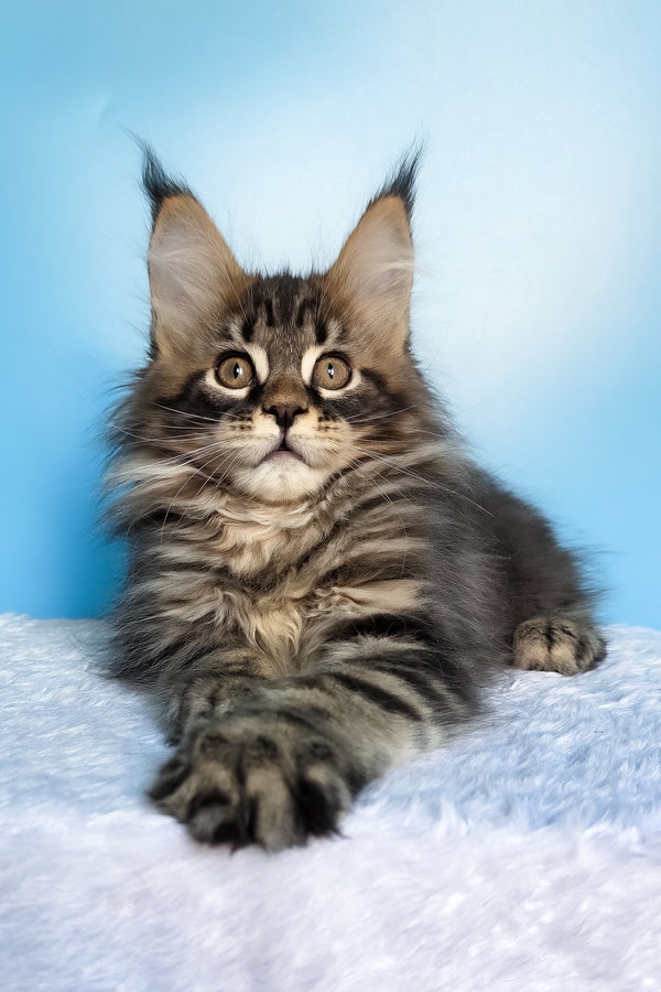 Elzar | Maine Coon Kitten