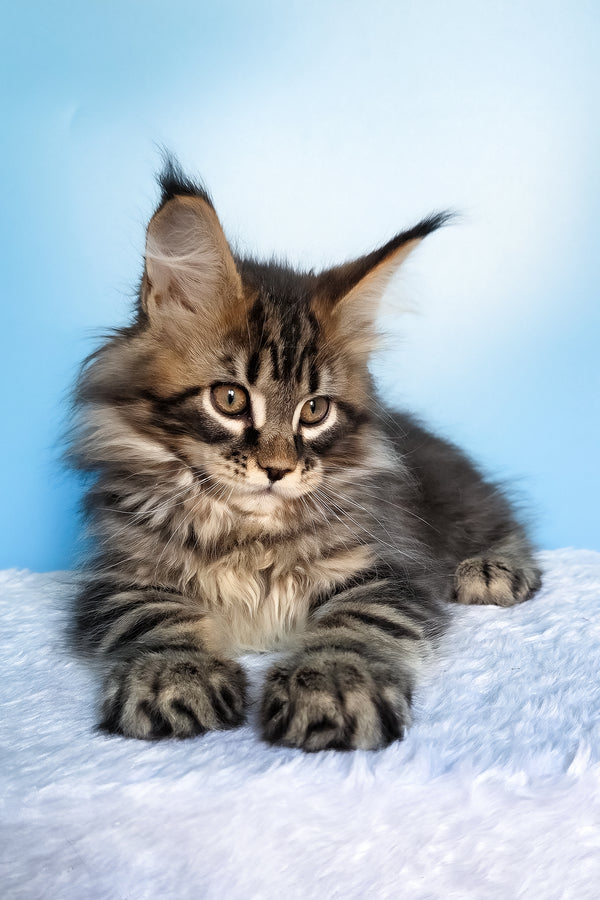 Elzar | Maine Coon Kitten
