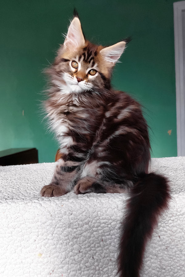 Emerald | Maine Coon Kitten