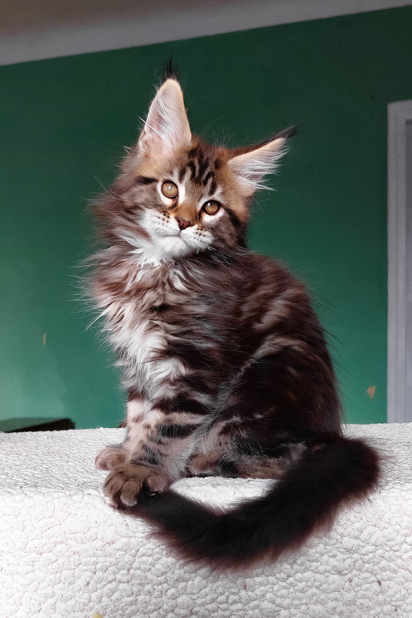 Emerald | Maine Coon Kitten