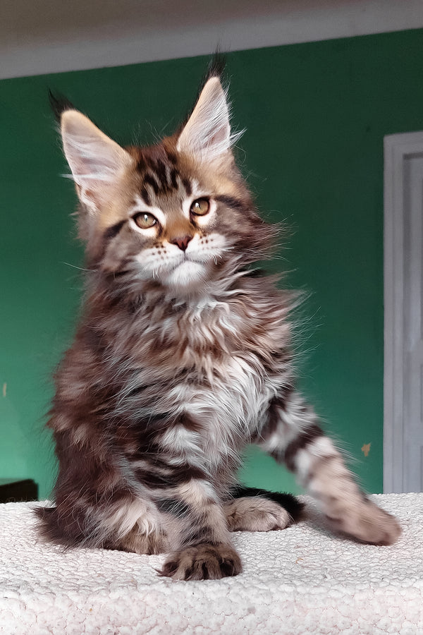 Emerald | Maine Coon Kitten