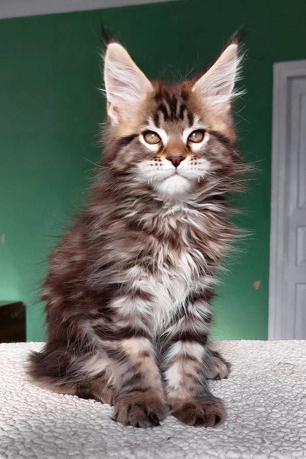 Emerald | Maine Coon Kitten