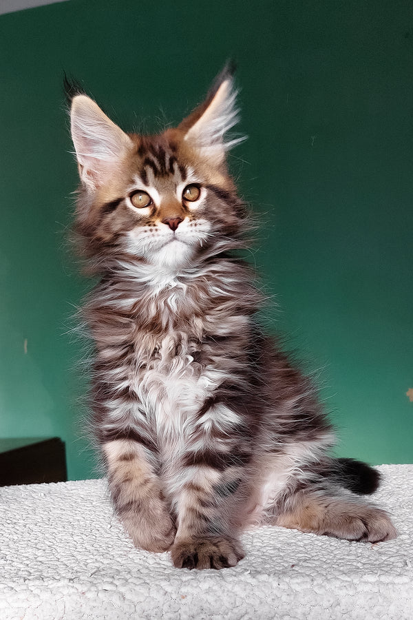 Emerald | Maine Coon Kitten