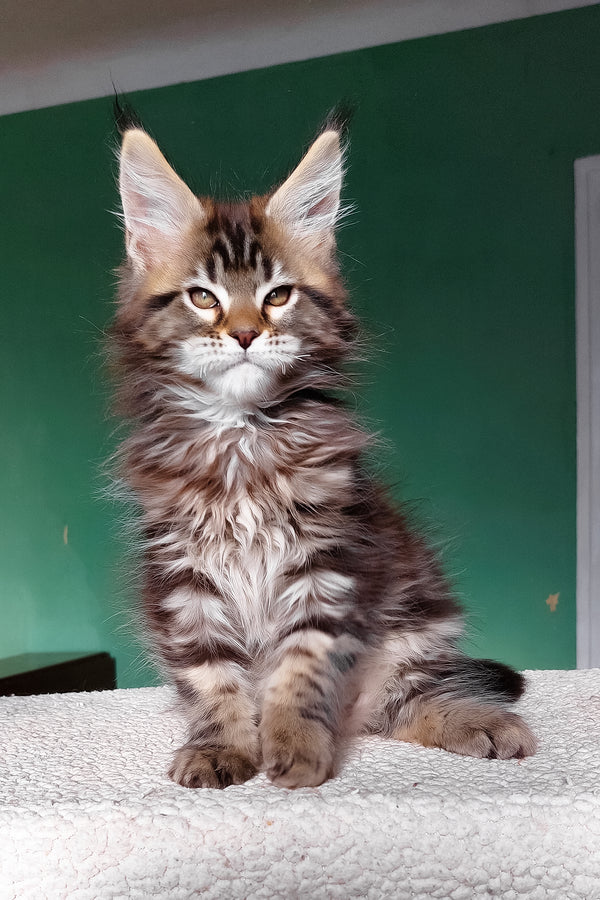 Emerald | Maine Coon Kitten