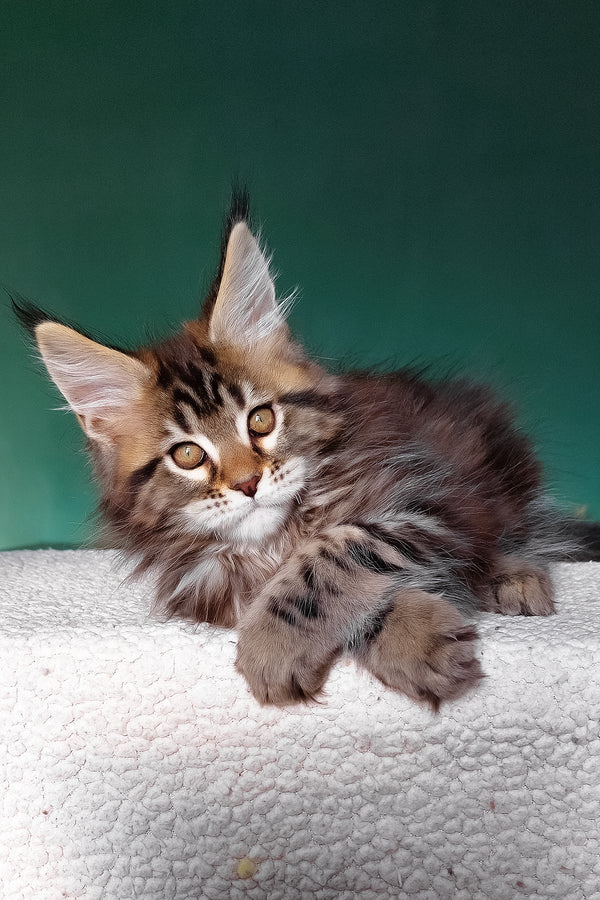Emerald | Maine Coon Kitten