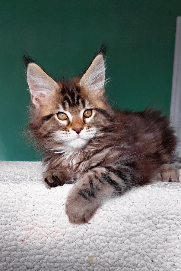 Emerald | Maine Coon Kitten