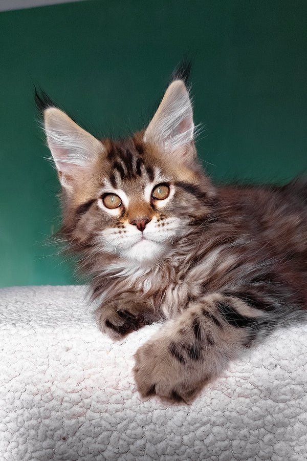 Emerald | Maine Coon Kitten