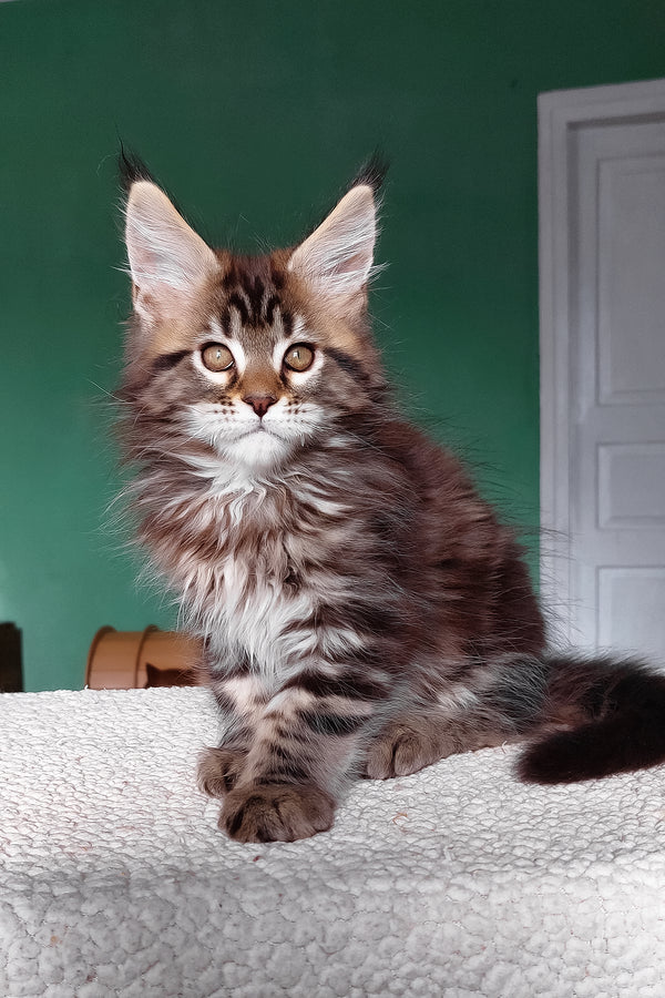 Emerald | Maine Coon Kitten
