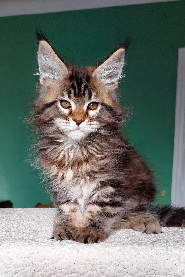 Emerald | Maine Coon Kitten