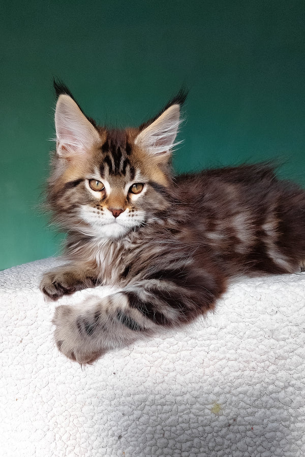 Emerald | Maine Coon Kitten