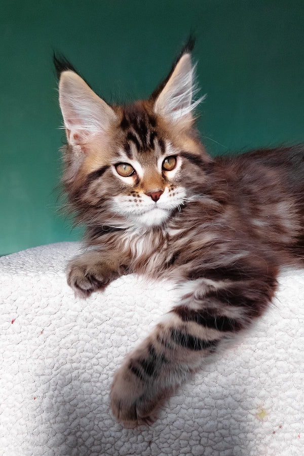Emerald | Maine Coon Kitten