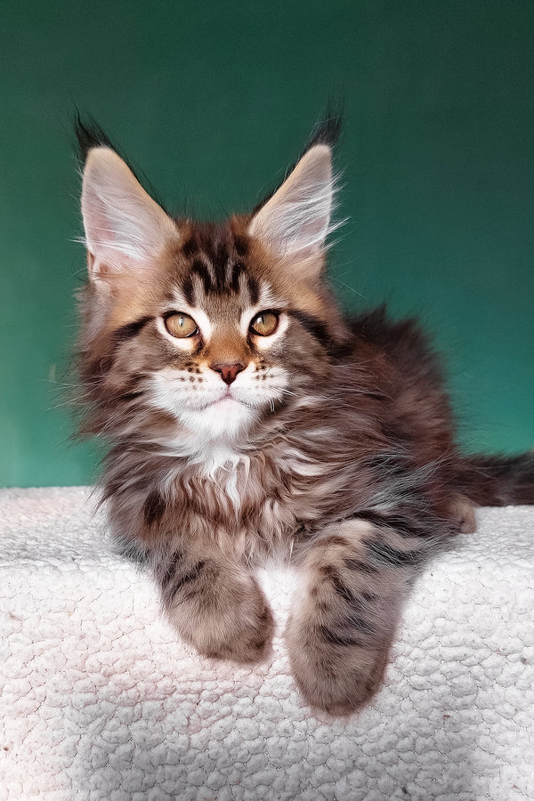 Emerald | Maine Coon Kitten