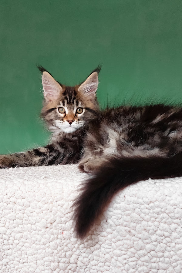 Emerald | Maine Coon Kitten