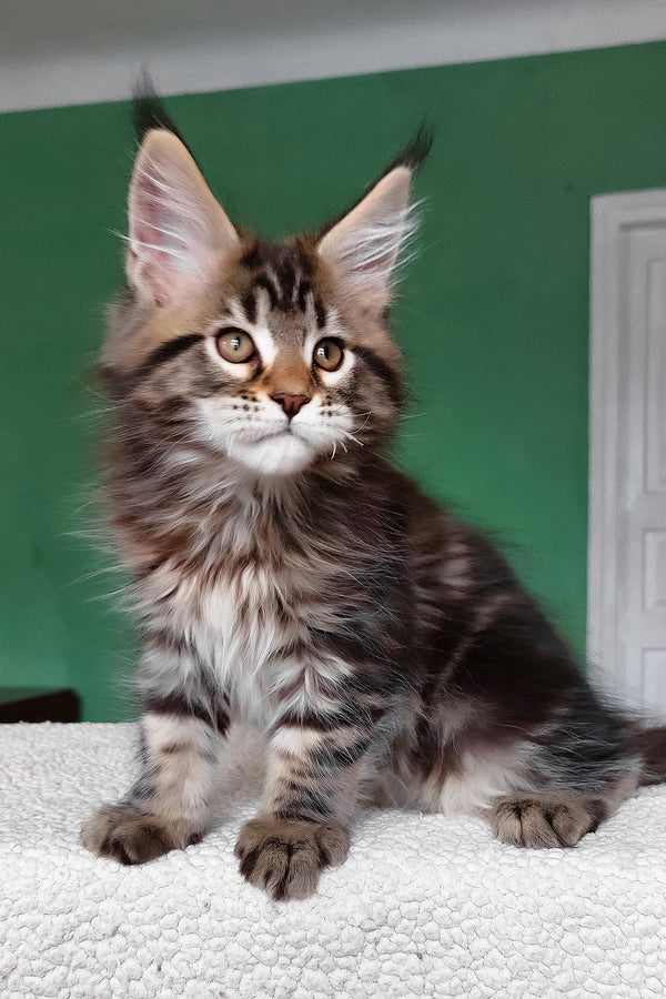 Emerald | Maine Coon Kitten