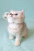 Emi | Scottish Straight Kitten