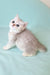 Emi | Scottish Straight Kitten