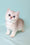 Emi | Scottish Straight Kitten