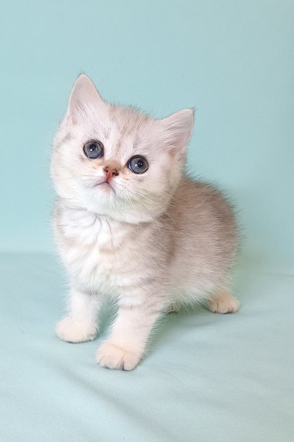 Emi | Scottish Straight Kitten