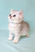Emi | Scottish Straight Kitten