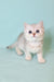 Emi | Scottish Straight Kitten