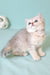 Emi | Scottish Straight Kitten