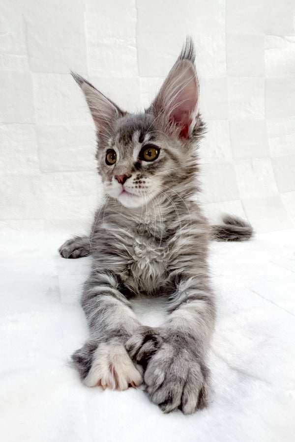 Emma | Polydactyl Maine Coon Kitten