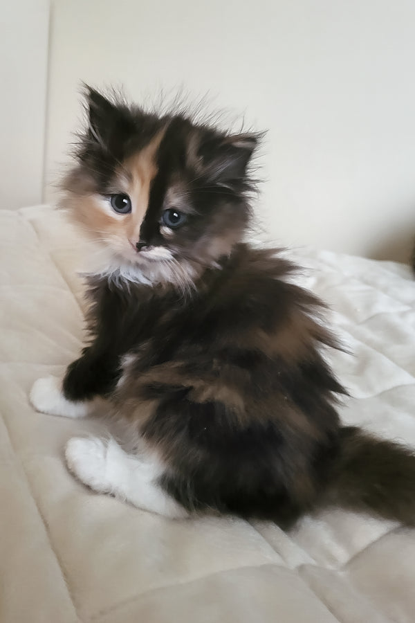 Esther | Siberian Kitten