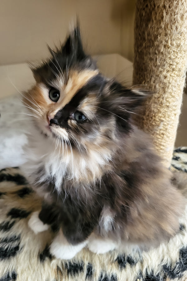 Esther | Siberian Kitten