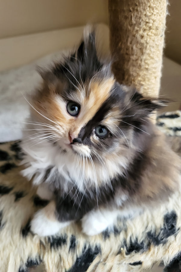 Esther | Siberian Kitten