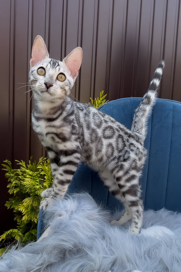 Ethan | Bengal Kitten