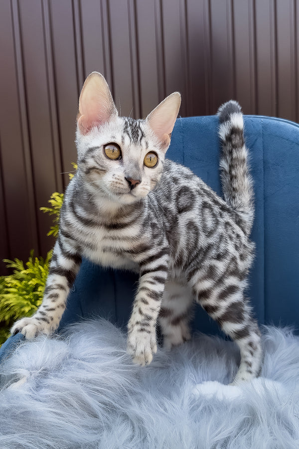 Ethan | Bengal Kitten