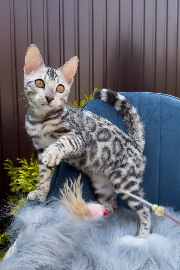 Ethan | Bengal Kitten