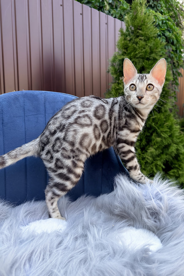 Ethan | Bengal Kitten