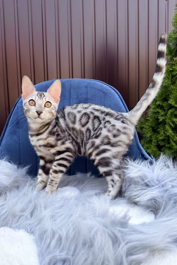 Ethan | Bengal Kitten
