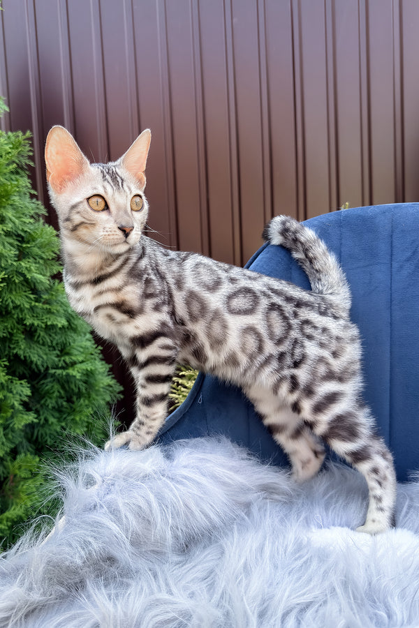 Ethan | Bengal Kitten