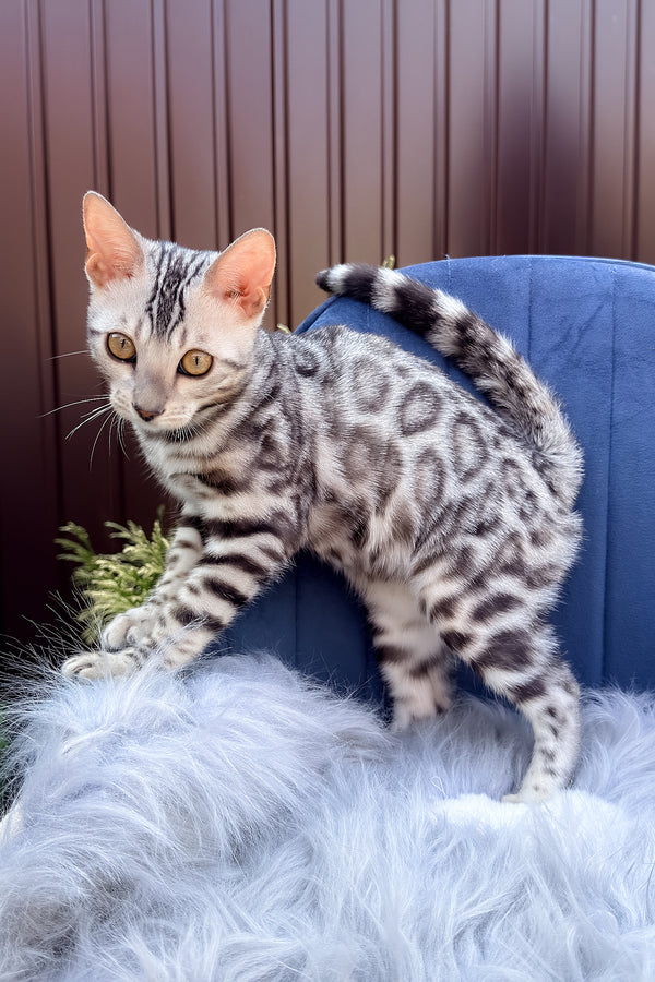 Ethan | Bengal Kitten