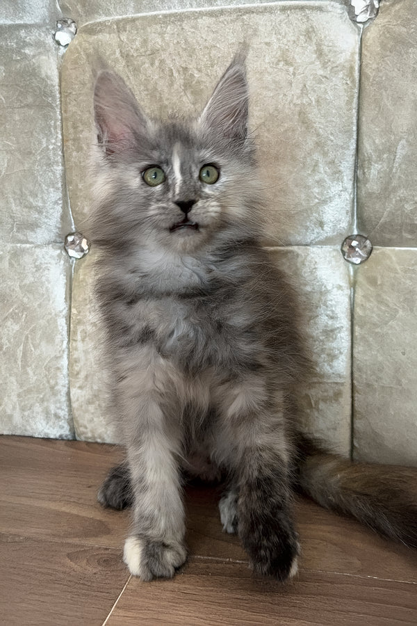 Eva | Maine Coon Kitten