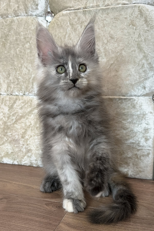 Eva | Maine Coon Kitten