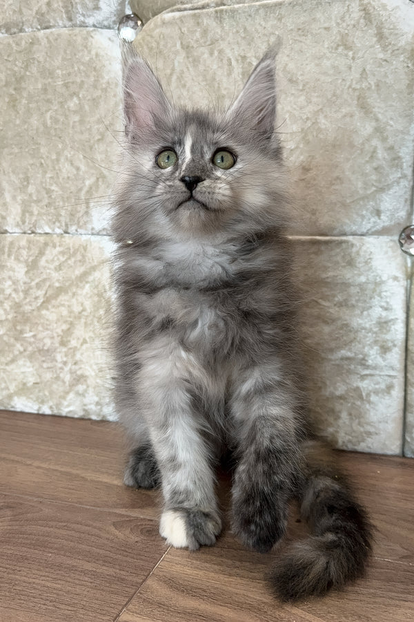 Eva | Maine Coon Kitten