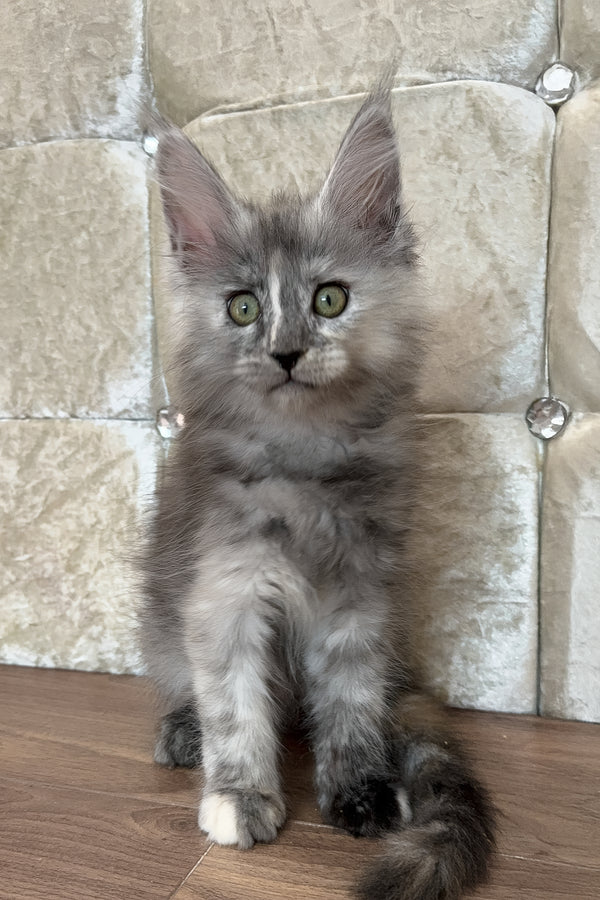 Eva | Maine Coon Kitten