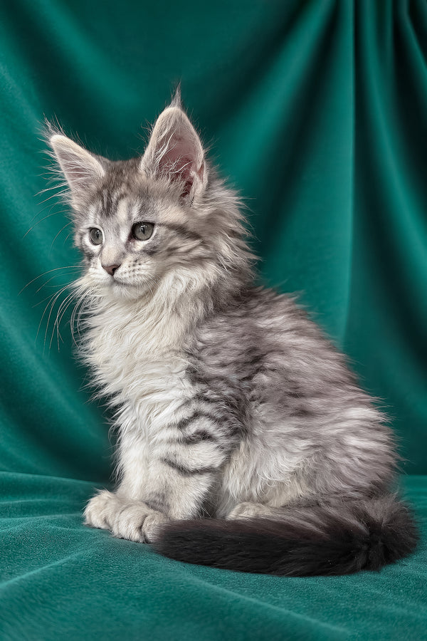 Evita | Maine Coon Kitten