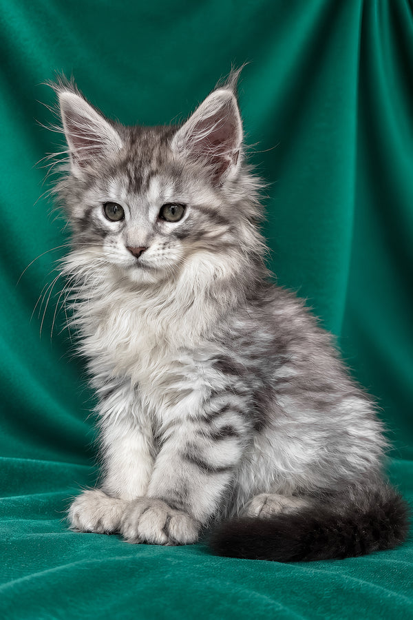 Evita | Maine Coon Kitten