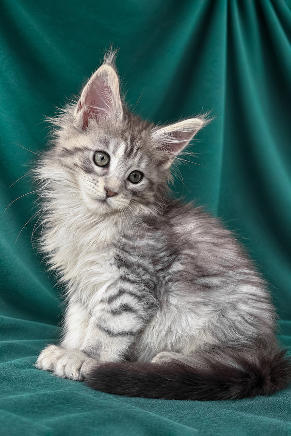 Evita | Maine Coon Kitten