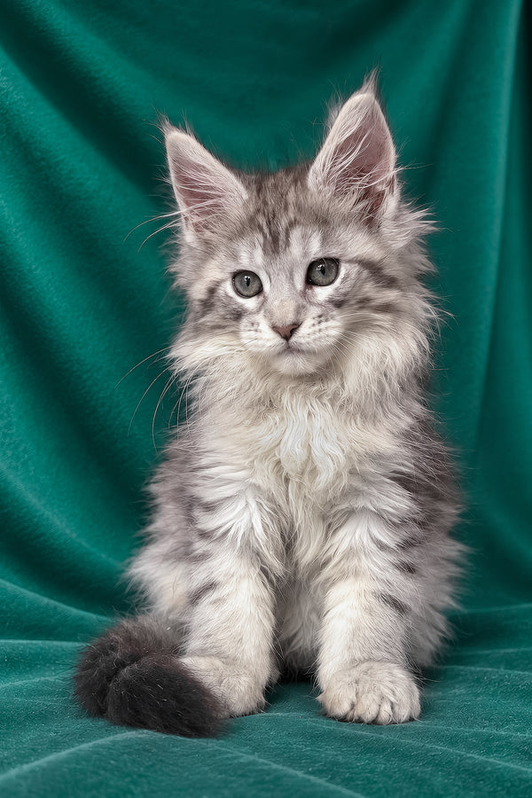 Evita | Maine Coon Kitten