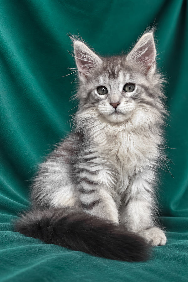 Evita | Maine Coon Kitten