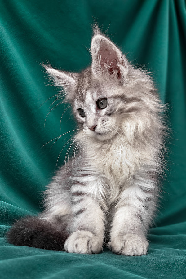 Evita | Maine Coon Kitten