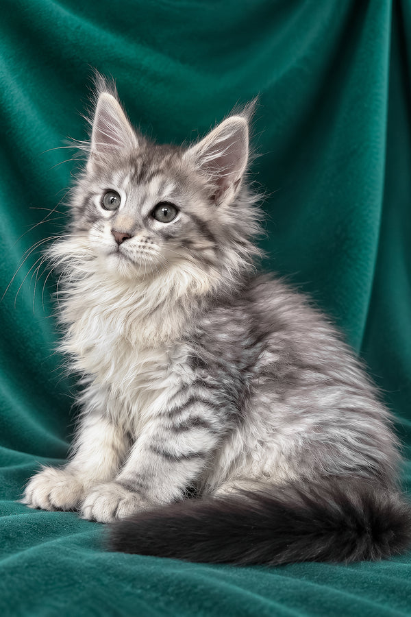 Evita | Maine Coon Kitten