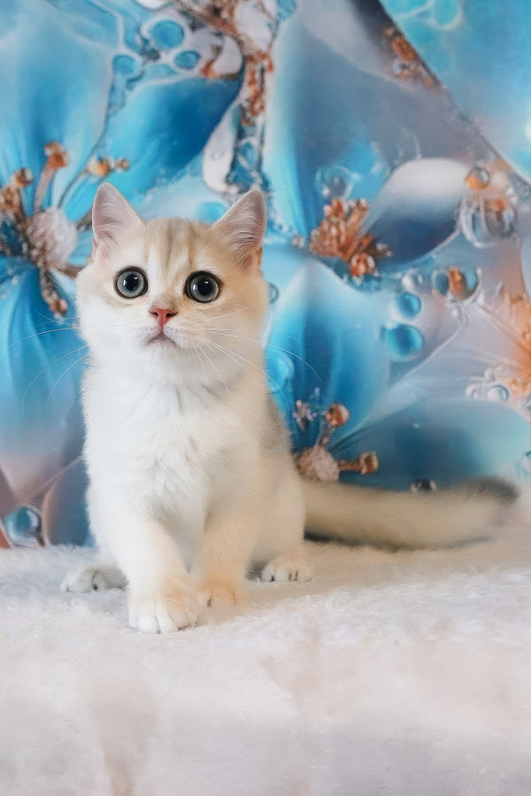 Ilona | British Shorthair Kitten